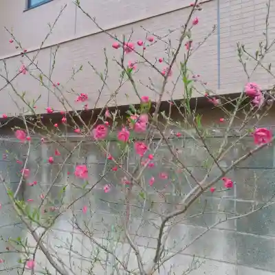 秋葉神社の{uncategorized: "未分類", other: "その他", undefined: "問題あり", building: "その他建物", grave: "お墓", sacred_gate: "鳥居", guardian: "狛犬", statue: "像", buddha: "仏像", history: "歴史", nature: "自然", garden: "庭園", animal: "動物", pagoda: "塔", temizu: "手水舎", mountain_gate: "山門・神門", sanctuary: "本殿・本堂", subordinate: "末社・摂社", art: "芸術", scenery: "景色", jizo: "地蔵", ema: "絵馬", goshuin: "御朱印", omikuji: "おみくじ", items: "授与品その他", amulet: "お守り", goshuincho: "御朱印帳", eats: "食事", festival: "お祭り", votive_dance: "神楽", shichigosan: "七五三参", wedding: "結婚式", experience: "体験その他", initially: "初詣", around: "周辺", anti_infection: "感染症対策"}