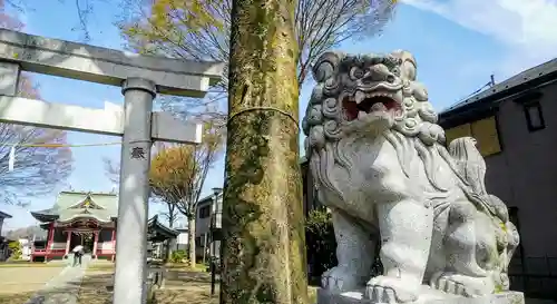 氷川神社の狛犬