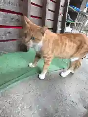 縣主神社の動物