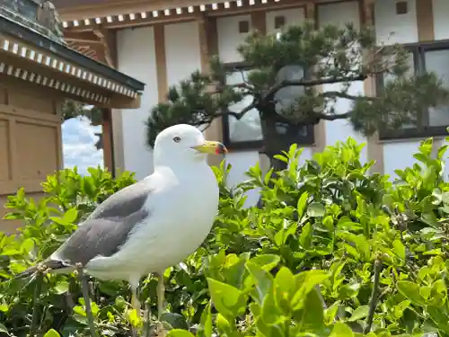 蕪嶋神社の動物