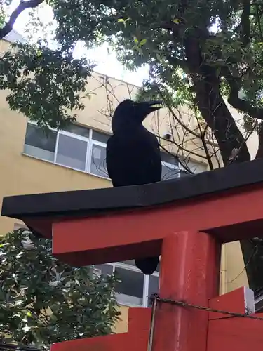水稲荷神社の動物