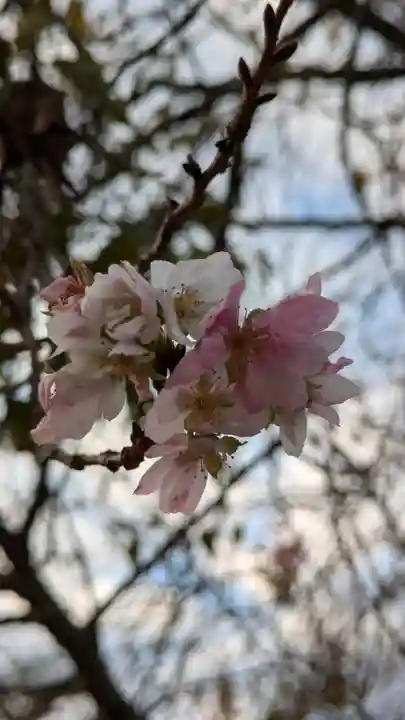 妙蓮寺(京都府)