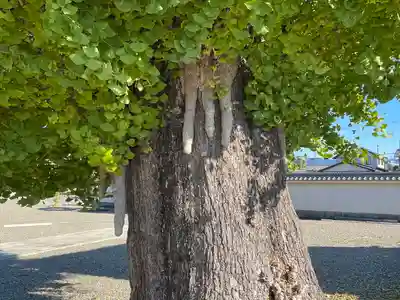 法蔵寺(滋賀県)