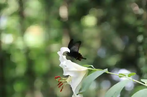 鹿島大神宮の自然
