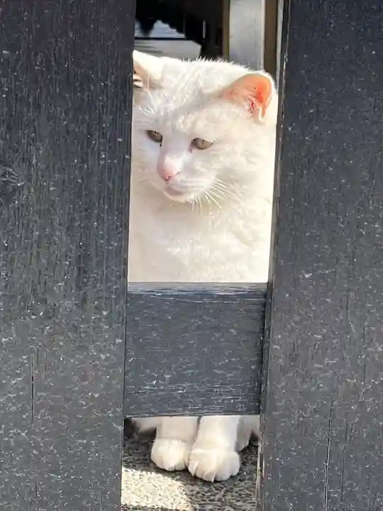 今戸神社の動物