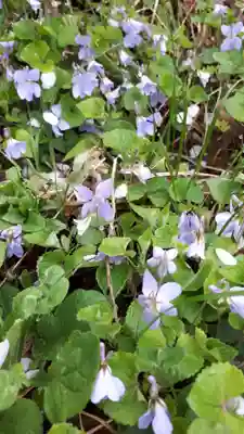 湯泉神社の自然
