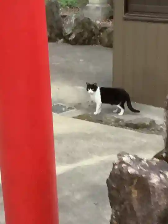 溝旗神社(肇國神社)の動物