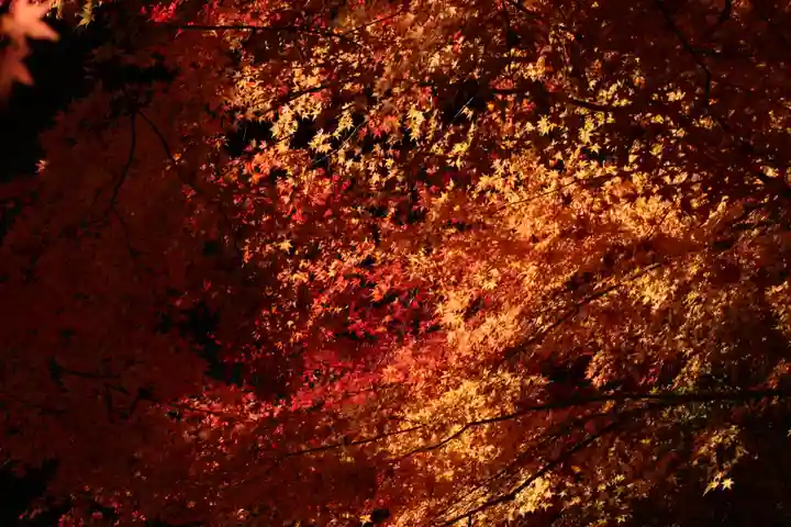 国宝 大法寺の自然