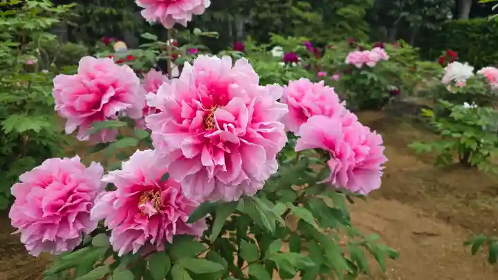 西新井大師総持寺の{uncategorized: "未分類", other: "その他", undefined: "問題あり", building: "その他建物", grave: "お墓", sacred_gate: "鳥居", guardian: "狛犬", statue: "像", buddha: "仏像", history: "歴史", nature: "自然", garden: "庭園", animal: "動物", pagoda: "塔", temizu: "手水舎", mountain_gate: "山門・神門", sanctuary: "本殿・本堂", subordinate: "末社・摂社", art: "芸術", scenery: "景色", jizo: "地蔵", ema: "絵馬", goshuin: "御朱印", omikuji: "おみくじ", items: "授与品その他", amulet: "お守り", goshuincho: "御朱印帳", eats: "食事", festival: "お祭り", votive_dance: "神楽", shichigosan: "七五三参", wedding: "結婚式", experience: "体験その他", initially: "初詣", around: "周辺", anti_infection: "感染症対策"}