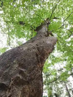 熊野神社の自然