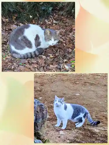 飯綱神社の動物