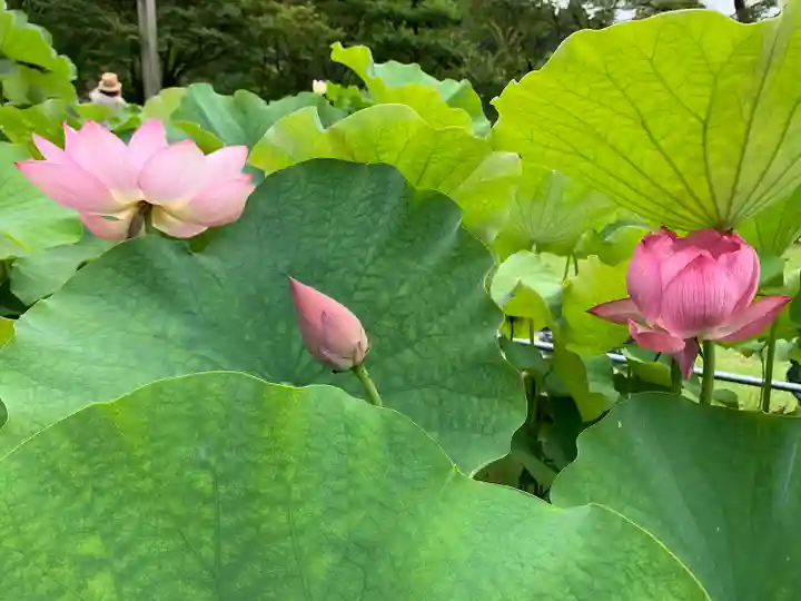 三室戸寺の自然
