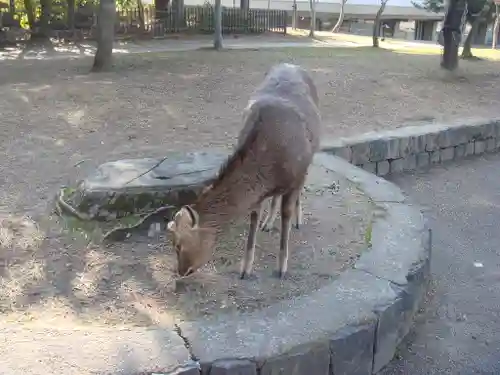 春日大社の動物
