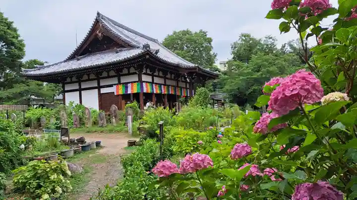 般若寺 ❁コスモス寺❁(奈良県)