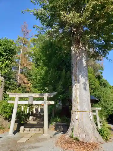 八雲神社(緑町)の鳥居