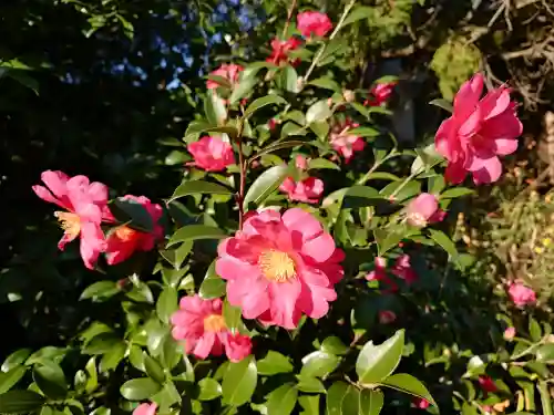 座間神社の{uncategorized: "未分類", other: "その他", undefined: "問題あり", building: "その他建物", grave: "お墓", sacred_gate: "鳥居", guardian: "狛犬", statue: "像", buddha: "仏像", history: "歴史", nature: "自然", garden: "庭園", animal: "動物", pagoda: "塔", temizu: "手水舎", mountain_gate: "山門・神門", sanctuary: "本殿・本堂", subordinate: "末社・摂社", art: "芸術", scenery: "景色", jizo: "地蔵", ema: "絵馬", goshuin: "御朱印", omikuji: "おみくじ", items: "授与品その他", amulet: "お守り", goshuincho: "御朱印帳", eats: "食事", festival: "お祭り", votive_dance: "神楽", shichigosan: "七五三参", wedding: "結婚式", experience: "体験その他", initially: "初詣", around: "周辺", anti_infection: "感染症対策"}