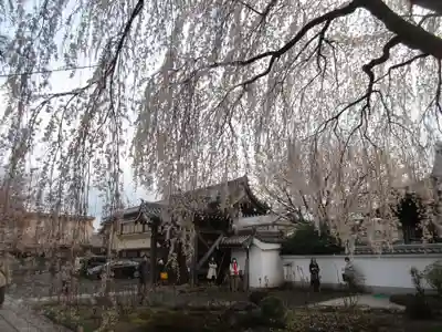 本満寺(本願満足寺)の自然