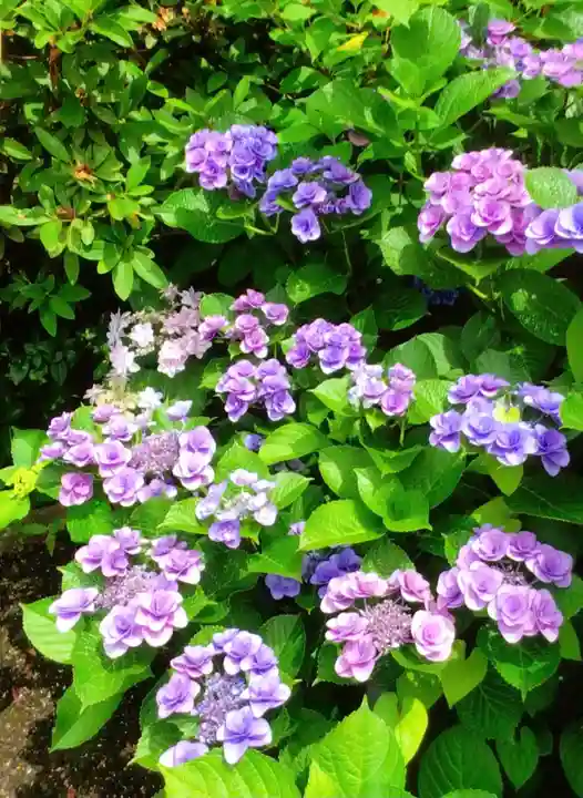 白金氷川神社(東京都)