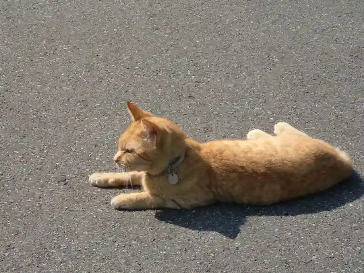 御誕生寺(猫寺)の動物