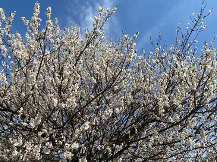 寺岡山元三大師の{uncategorized: "未分類", other: "その他", undefined: "問題あり", building: "その他建物", grave: "お墓", sacred_gate: "鳥居", guardian: "狛犬", statue: "像", buddha: "仏像", history: "歴史", nature: "自然", garden: "庭園", animal: "動物", pagoda: "塔", temizu: "手水舎", mountain_gate: "山門・神門", sanctuary: "本殿・本堂", subordinate: "末社・摂社", art: "芸術", scenery: "景色", jizo: "地蔵", ema: "絵馬", goshuin: "御朱印", omikuji: "おみくじ", items: "授与品その他", amulet: "お守り", goshuincho: "御朱印帳", eats: "食事", festival: "お祭り", votive_dance: "神楽", shichigosan: "七五三参", wedding: "結婚式", experience: "体験その他", initially: "初詣", around: "周辺", anti_infection: "感染症対策"}
