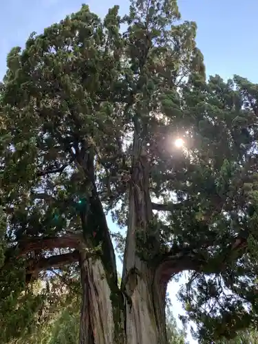 東福禅寺（東福寺）の自然