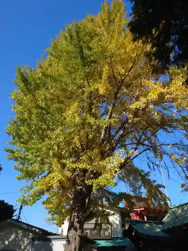 （芝生）浅間神社の自然