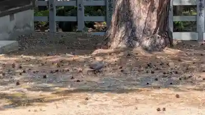 鷹栖神社の庭園