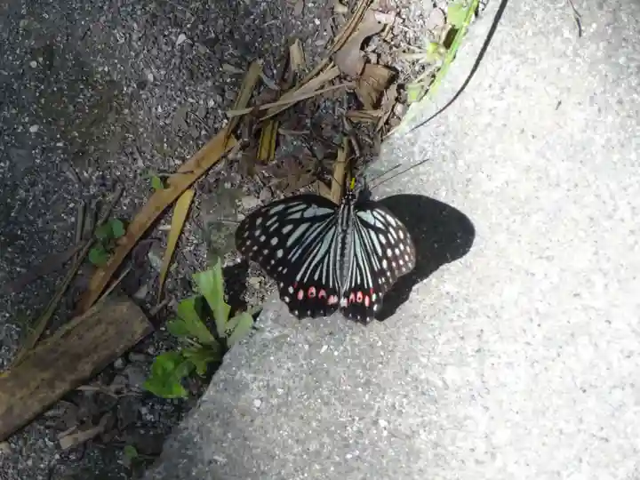 叶神社(東叶神社)の動物