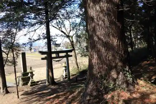 白幡神社の鳥居