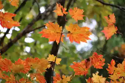 磐椅神社の自然