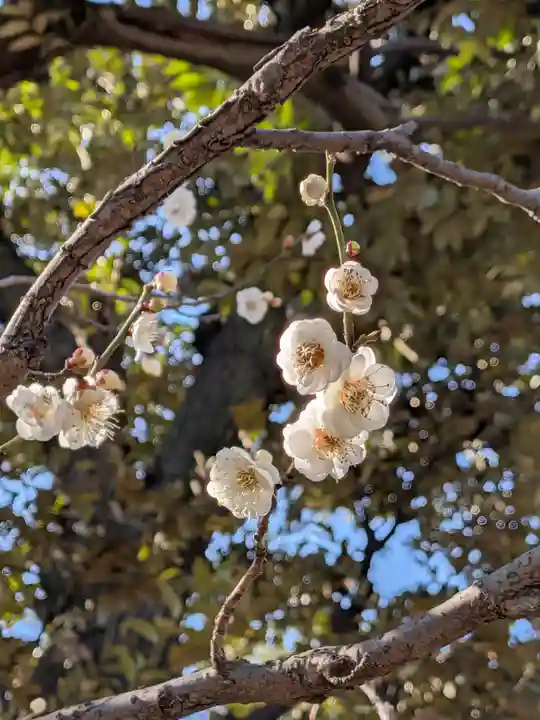 新井天神北野神社(東京都)