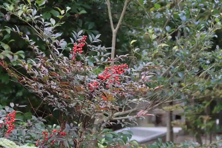 開成山大神宮の自然