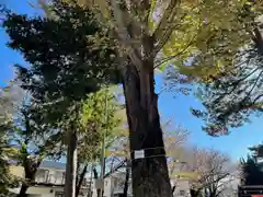 大野台御嶽神社の自然