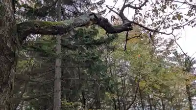 常盤神社の自然