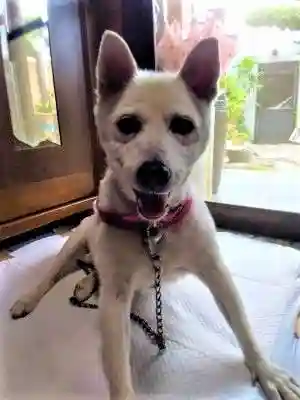 新北神社の動物