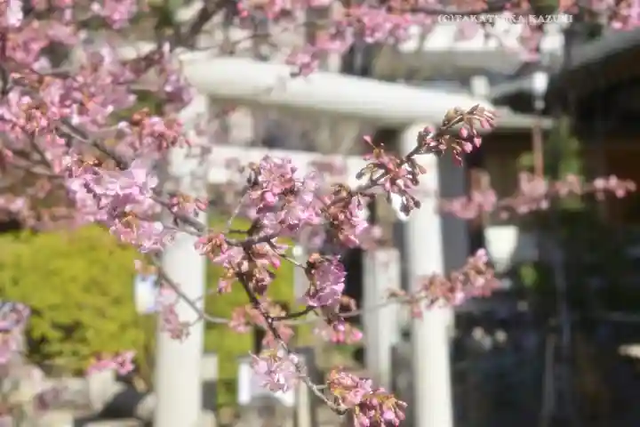 鳩森八幡神社の自然