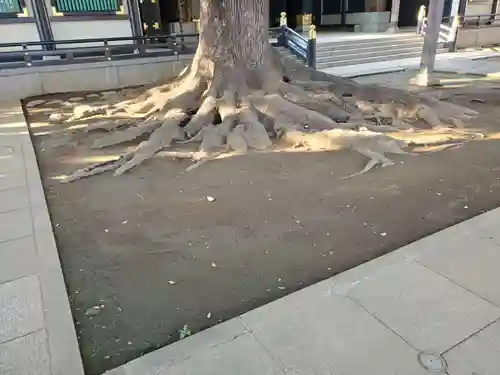 穴八幡宮の自然