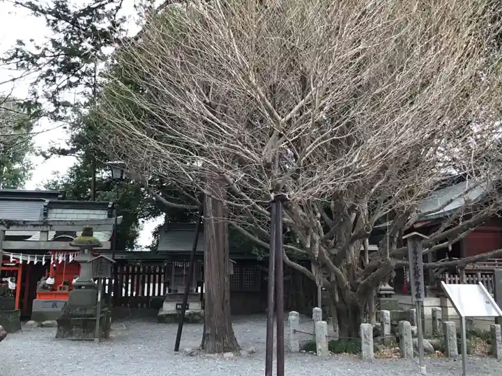 秩父神社の自然