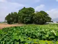 富岡神社の景色