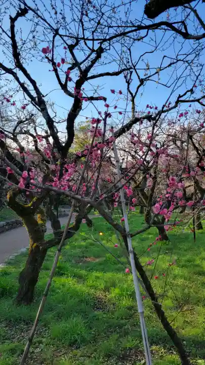 北野天満宮の{uncategorized: "未分類", other: "その他", undefined: "問題あり", building: "その他建物", grave: "お墓", sacred_gate: "鳥居", guardian: "狛犬", statue: "像", buddha: "仏像", history: "歴史", nature: "自然", garden: "庭園", animal: "動物", pagoda: "塔", temizu: "手水舎", mountain_gate: "山門・神門", sanctuary: "本殿・本堂", subordinate: "末社・摂社", art: "芸術", scenery: "景色", jizo: "地蔵", ema: "絵馬", goshuin: "御朱印", omikuji: "おみくじ", items: "授与品その他", amulet: "お守り", goshuincho: "御朱印帳", eats: "食事", festival: "お祭り", votive_dance: "神楽", shichigosan: "七五三参", wedding: "結婚式", experience: "体験その他", initially: "初詣", around: "周辺", anti_infection: "感染症対策"}