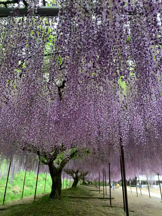 天台宗 五大山 白毫寺の自然