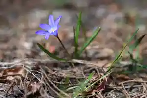 宝壽山 吉祥院(北海道)(2026年04月07日(火) 12時35分52秒投稿)