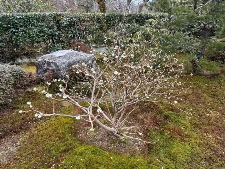 宝泉院(京都府)