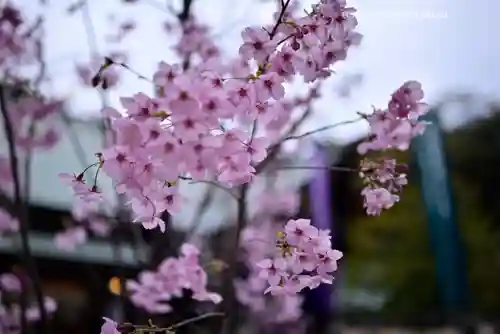 東京大神宮(東京都)