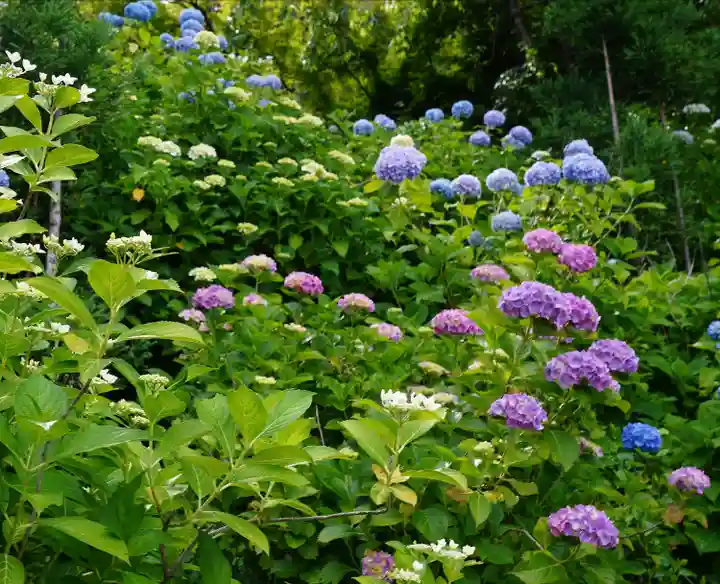 善峯寺(京都府)