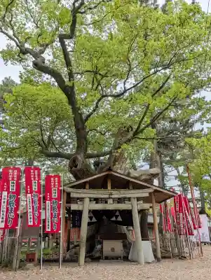 楠珺社（住吉大社末社）の{uncategorized: "未分類", other: "その他", undefined: "問題あり", building: "その他建物", grave: "お墓", sacred_gate: "鳥居", guardian: "狛犬", statue: "像", buddha: "仏像", history: "歴史", nature: "自然", garden: "庭園", animal: "動物", pagoda: "塔", temizu: "手水舎", mountain_gate: "山門・神門", sanctuary: "本殿・本堂", subordinate: "末社・摂社", art: "芸術", scenery: "景色", jizo: "地蔵", ema: "絵馬", goshuin: "御朱印", omikuji: "おみくじ", items: "授与品その他", amulet: "お守り", goshuincho: "御朱印帳", eats: "食事", festival: "お祭り", votive_dance: "神楽", shichigosan: "七五三参", wedding: "結婚式", experience: "体験その他", initially: "初詣", around: "周辺", anti_infection: "感染症対策"}