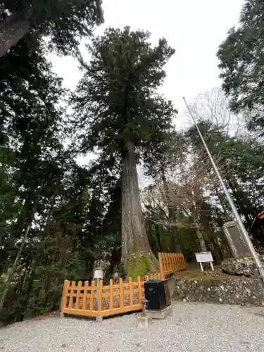 須山浅間神社の自然
