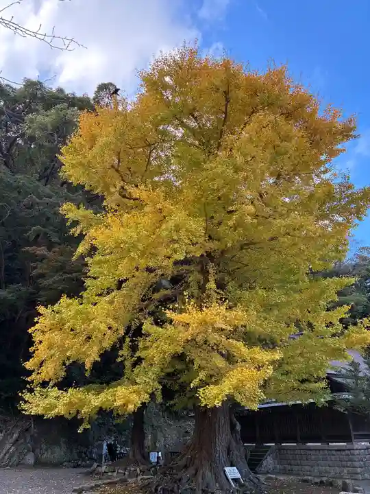 安房神社(千葉県)