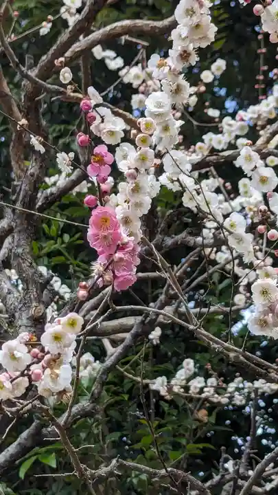 北野天満宮(京都府)