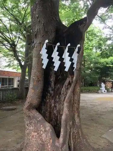 戸部杉山神社の自然